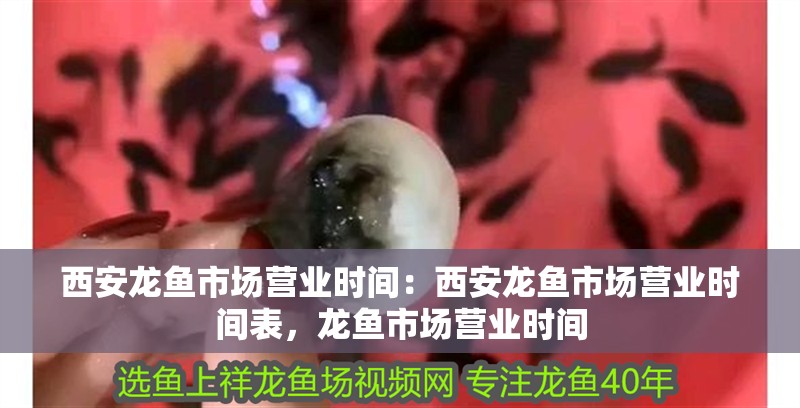 西安龍魚市場營業時間：西安龍魚市場營業時間表，龍魚市場營業時間