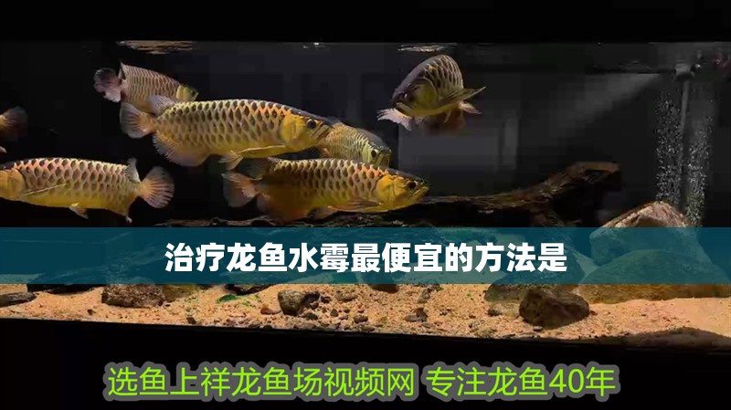治療龍魚水霉最便宜的方法是