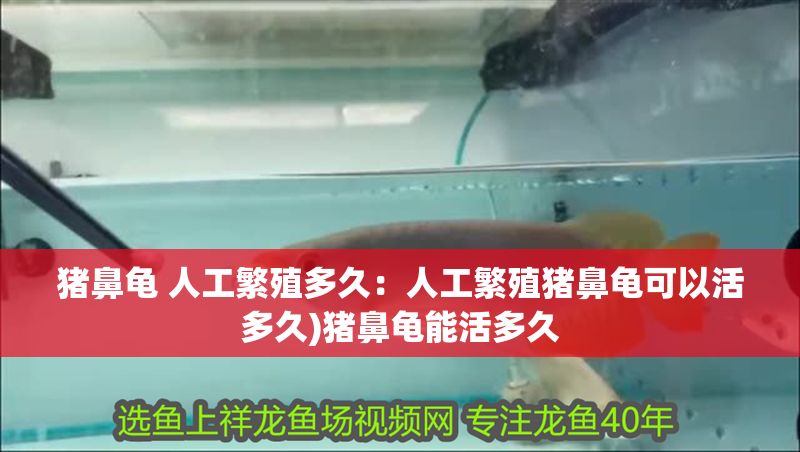 豬鼻龜 人工繁殖多久：人工繁殖豬鼻龜可以活多久)豬鼻龜能活多久 豬鼻龜 人工繁殖多久：人工繁殖豬鼻龜可以活多久)豬鼻龜能活多久 豬鼻龜百科 第1張