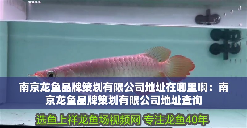 南京龍魚品牌策劃有限公司地址在哪里啊:南京龍魚品牌策劃有限公司地址查詢 水族問答 南京龍魚品牌策劃有限公司地址在哪里啊:南京龍魚品牌策劃有限公司地址查詢 南京龍魚品牌策劃有限公司地址在哪里啊:南京龍魚品牌策劃有限公司地址查詢 水族問答
