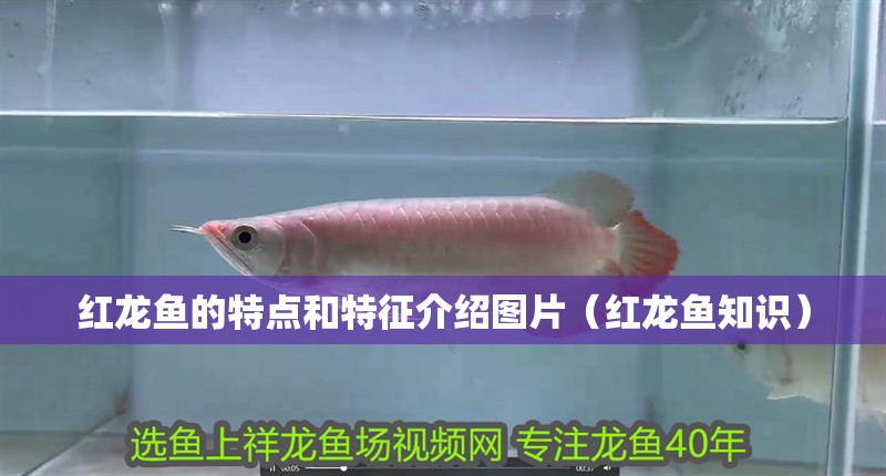 紅龍魚的特點(diǎn)和特征介紹圖片（紅龍魚知識(shí)）