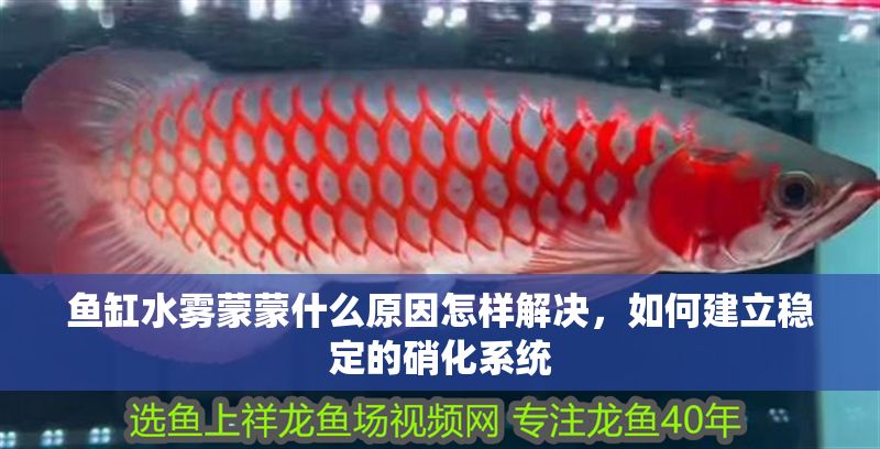 魚缸水霧蒙蒙什么原因怎樣解決，如何建立穩(wěn)定的硝化系統(tǒng) 魚缸水霧蒙蒙什么原因怎樣解決，如何建立穩(wěn)定的硝化系統(tǒng) 魚缸百科 第7張