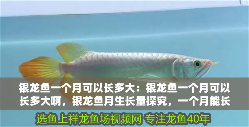銀龍魚一個月可以長多大：銀龍魚一個月可以長多大啊，銀龍魚月生長量探究，一個月能長多大？