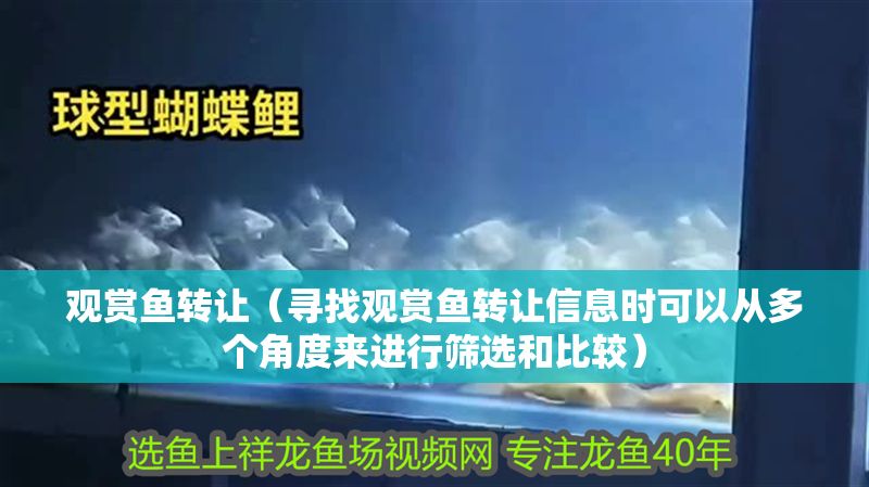 詳細(xì)閱讀:觀賞魚轉(zhuǎn)讓(尋找觀賞魚轉(zhuǎn)讓信息時(shí)可以從多個(gè)角度來進(jìn)行篩選和比較) 觀賞魚轉(zhuǎn)讓(尋找觀賞魚轉(zhuǎn)讓信息時(shí)可以從多個(gè)角度來進(jìn)行篩選和比較)
