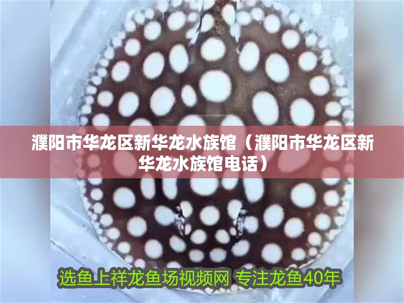 濮陽市華龍區(qū)新華龍水族館（濮陽市華龍區(qū)新華龍水族館電話） 濮陽市華龍區(qū)新華龍水族館（濮陽市華龍區(qū)新華龍水族館電話） 全國(guó)水族館企業(yè)名錄 第2張