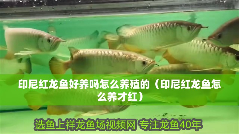 印尼紅龍魚好養(yǎng)嗎怎么養(yǎng)殖的（印尼紅龍魚怎么養(yǎng)才紅）