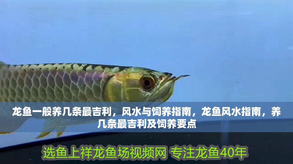 龍魚一般養(yǎng)幾條最吉利，風(fēng)水與飼養(yǎng)指南，龍魚風(fēng)水指南，養(yǎng)幾條最吉利及飼養(yǎng)要點
