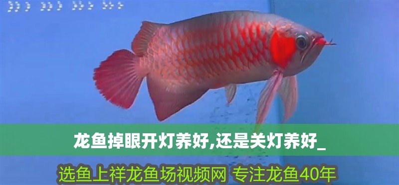 龍魚掉眼開燈養(yǎng)好,還是關(guān)燈養(yǎng)好_