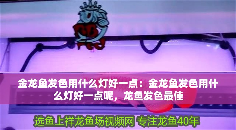 金龍魚發(fā)色用什么燈好一點(diǎn)：金龍魚發(fā)色用什么燈好一點(diǎn)呢，龍魚發(fā)色最佳 金龍魚發(fā)色用什么燈好一點(diǎn)：金龍魚發(fā)色用什么燈好一點(diǎn)呢，龍魚發(fā)色最佳 水族問答