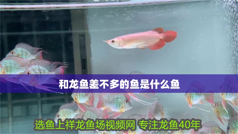 和龍魚差不多的魚是什么魚 和龍魚差不多的魚是什么魚 龍魚百科 第2張