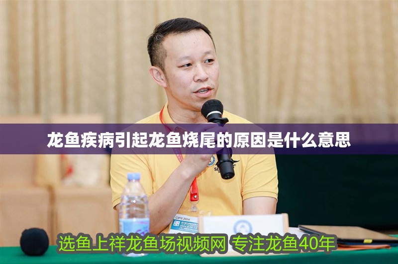 龍魚疾病引起龍魚燒尾的原因是什么意思