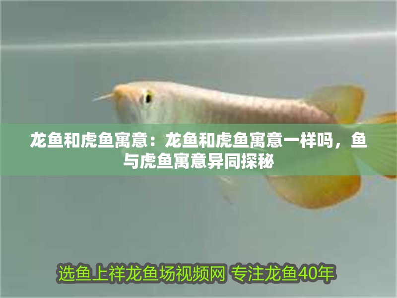 龍魚和虎魚寓意：龍魚和虎魚寓意一樣嗎，魚與虎魚寓意異同探秘