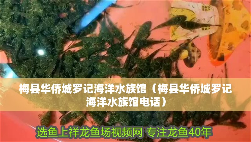 梅縣華僑城羅記海洋水族館（梅縣華僑城羅記海洋水族館電話）