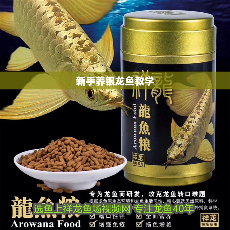 新手養(yǎng)銀龍魚教學