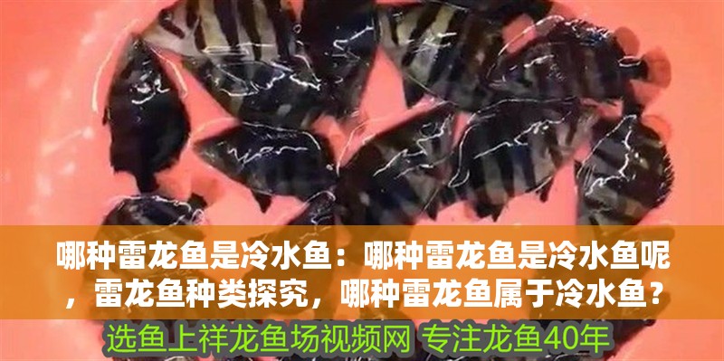 哪種雷龍魚是冷水魚：哪種雷龍魚是冷水魚呢，雷龍魚種類探究，哪種雷龍魚屬于冷水魚？