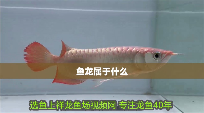 魚龍屬于什么 魚龍屬于什么 龍魚百科 第2張