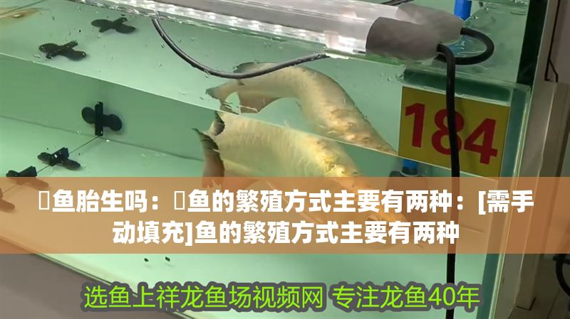 魟魚胎生嗎：魟魚的繁殖方式主要有兩種：[需手動填充]魚的繁殖方式主要有兩種 魟魚胎生嗎：魟魚的繁殖方式主要有兩種：[需手動填充]魚的繁殖方式主要有兩種 魟魚百科 第2張