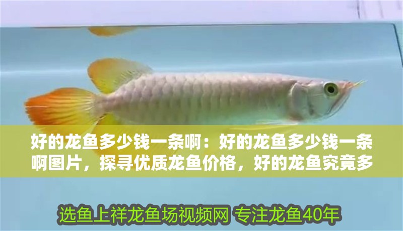 好的龍魚多少錢一條啊：好的龍魚多少錢一條啊圖片，探尋優質龍魚價格，好的龍魚究竟多少錢一條？