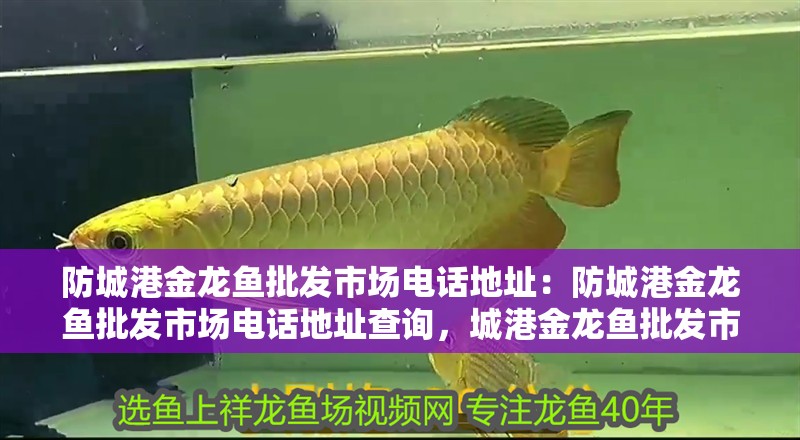 防城港金龍魚批發(fā)市場電話地址:防城港金龍魚批發(fā)市場電話地址查詢,城港金龍魚批發(fā)市場電話地址全 水族問答 防城港金龍魚批發(fā)市場電話地址:防城港金龍魚批發(fā)市場電話地址查詢,城港金龍魚批發(fā)市場電話地址全 防城港金龍魚批發(fā)市場電話地址:防城港金龍魚批發(fā)市場電話地址查詢,城港金龍魚批發(fā)市場電話地址全 水族問答