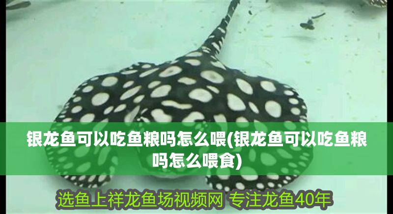 紅龍魚和鸚鵡魚混養：紅龍魚和鸚鵡魚混養的成功案例，紅龍魚和鸚鵡魚混養的飼料選擇 紅龍魚和鸚鵡魚混養：紅龍魚和鸚鵡魚混養的成功案例，紅龍魚和鸚鵡魚混養的飼料選擇 紅龍魚百科 第1張