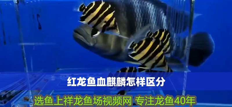 紅龍魚血麒麟怎樣區分 紅龍魚血麒麟怎樣區分 龍魚百科 第4張