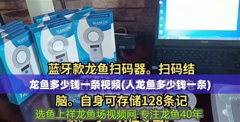 龍魚多少錢一條視頻(人龍魚多少錢一條)