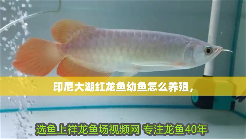 印尼大湖紅龍魚幼魚怎么養殖，