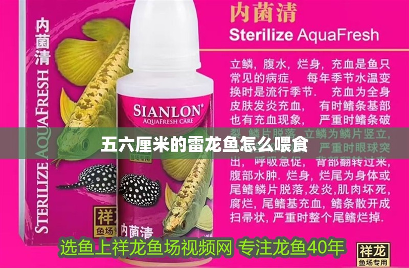 五六厘米的雷龍魚怎么喂食