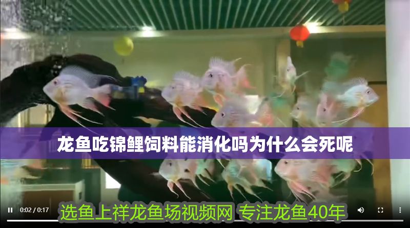 龍魚吃錦鯉飼料能消化嗎為什么會死呢
