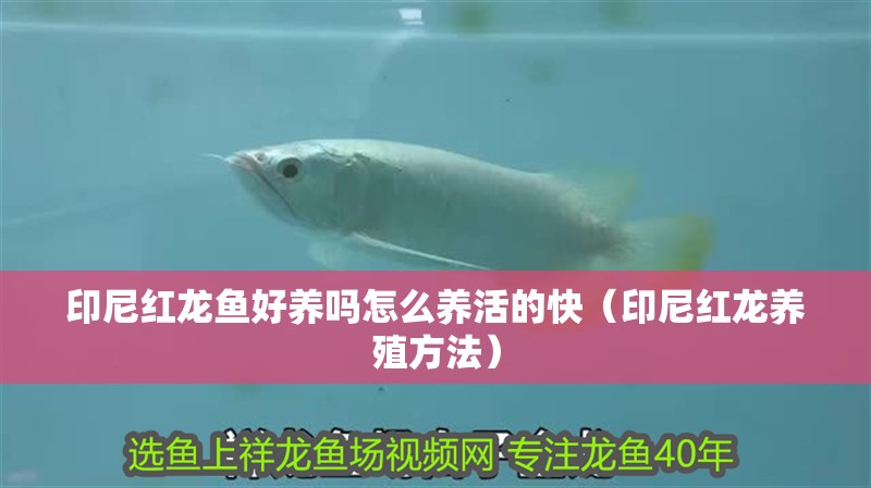 印尼紅龍魚好養嗎怎么養活的快（印尼紅龍養殖方法）