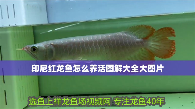 印尼紅龍魚怎么養活圖解大全大圖片
