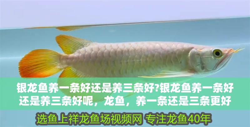 銀龍魚養一條好還是養三條好?銀龍魚養一條好還是養三條好呢，龍魚，養一條還是三條更好？