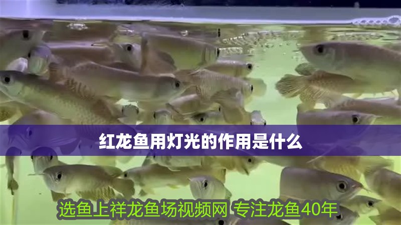 紅龍魚用燈光的作用是什么