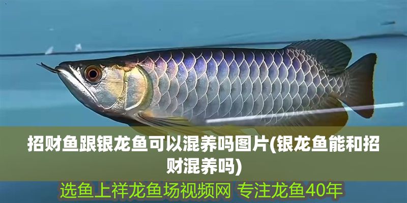 招財魚跟銀龍魚可以混養(yǎng)嗎圖片(銀龍魚能和招財混養(yǎng)嗎) 招財魚跟銀龍魚可以混養(yǎng)嗎圖片(銀龍魚能和招財混養(yǎng)嗎) 銀龍魚百科 第1張