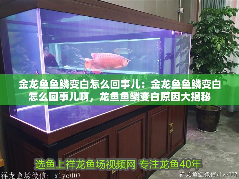 金龍魚魚鱗變白怎么回事兒：金龍魚魚鱗變白怎么回事兒啊，龍魚魚鱗變白原因大揭秘
