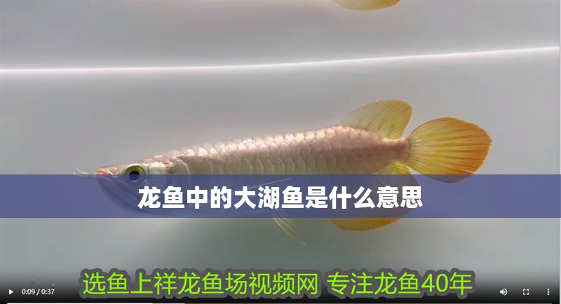 龍魚中的大湖魚是什么意思