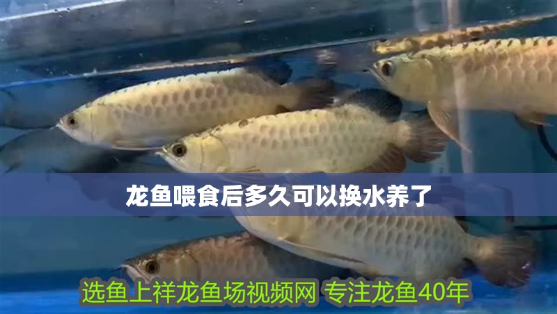 龍魚喂食后多久可以換水養了