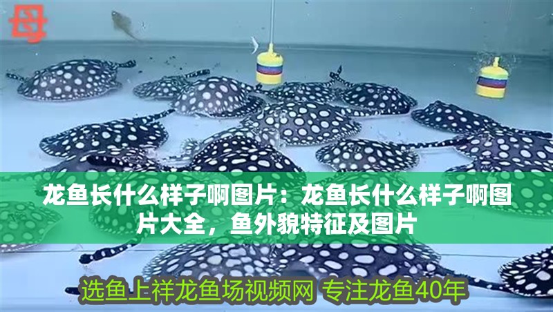 龍魚長(zhǎng)什么樣子啊圖片：龍魚長(zhǎng)什么樣子啊圖片大全，魚外貌特征及圖片