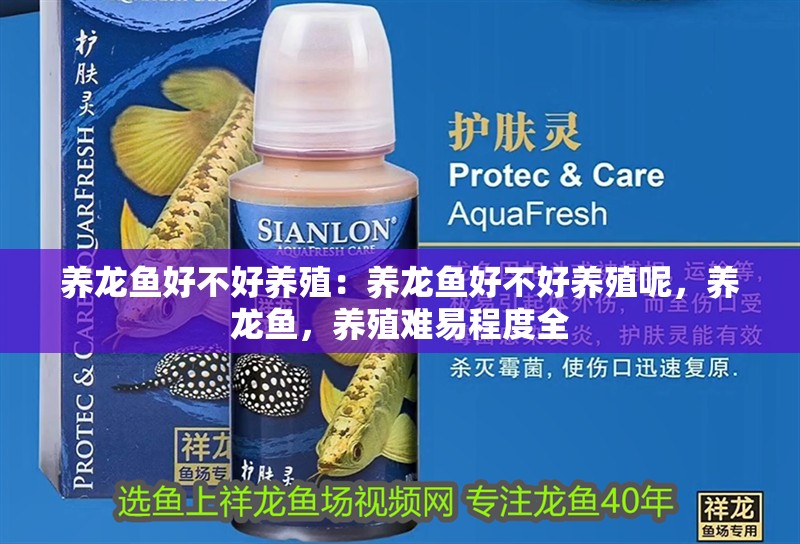 養龍魚好不好養殖：養龍魚好不好養殖呢，養龍魚，養殖難易程度全