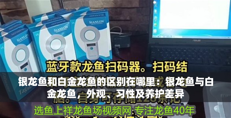 銀龍魚和白金龍魚的區別在哪里：銀龍魚與白金龍魚，外觀、習性及養護差異