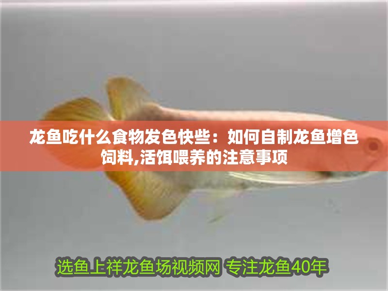 龍魚吃什么食物發色快些：如何自制龍魚增色飼料,活餌喂養的注意事項