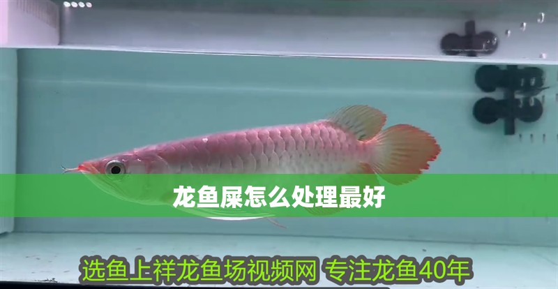 龍魚屎怎么處理最好