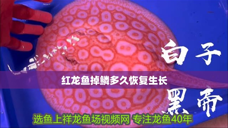 紅龍魚掉鱗多久恢復生長