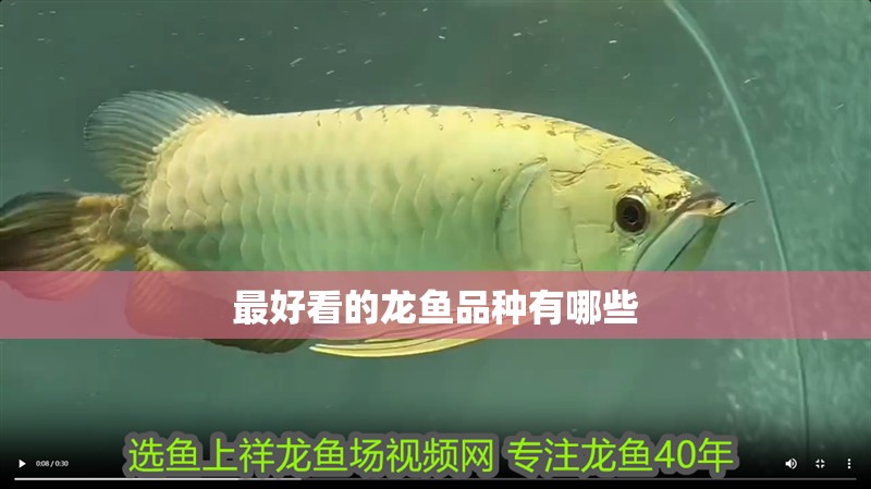 最好看的龍魚品種有哪些