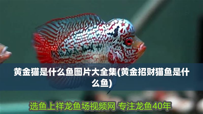 黃金貓是什么魚圖片大全集(黃金招財(cái)貓魚是什么魚)