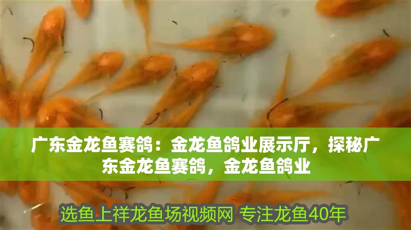 廣東金龍魚賽鴿：金龍魚鴿業(yè)展示廳，探秘廣東金龍魚賽鴿，金龍魚鴿業(yè)