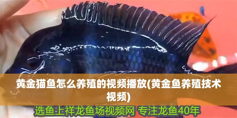 黃金貓魚怎么養殖的視頻播放(黃金魚養殖技術視頻)