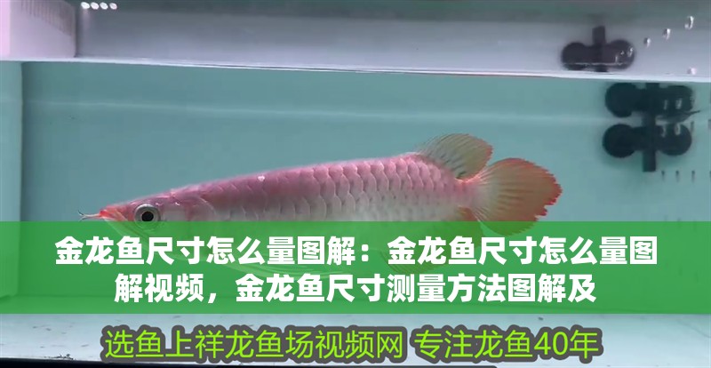 金龍魚尺寸怎么量圖解：金龍魚尺寸怎么量圖解視頻，金龍魚尺寸測量方法圖解及 金龍魚尺寸怎么量圖解：金龍魚尺寸怎么量圖解視頻，金龍魚尺寸測量方法圖解及 水族問答