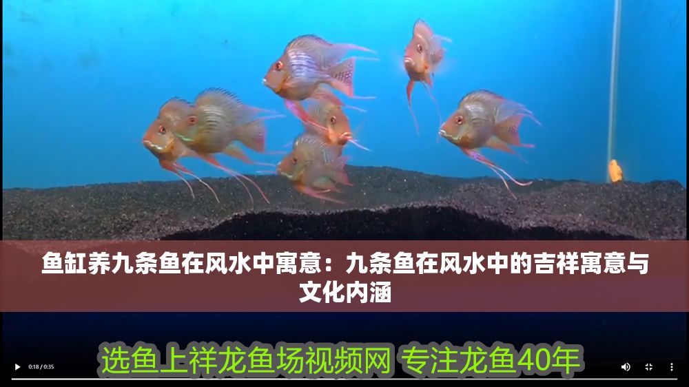 魚缸養(yǎng)九條魚在風(fēng)水中寓意：九條魚在風(fēng)水中的吉祥寓意與文化內(nèi)涵