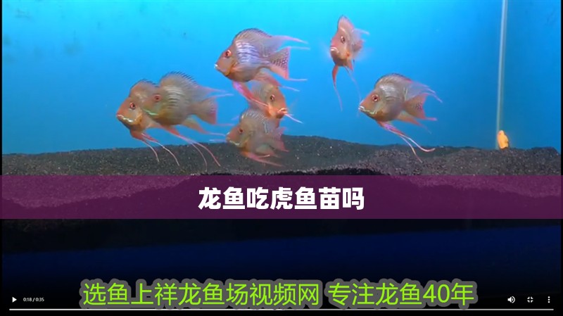 龍魚(yú)吃虎魚(yú)苗嗎